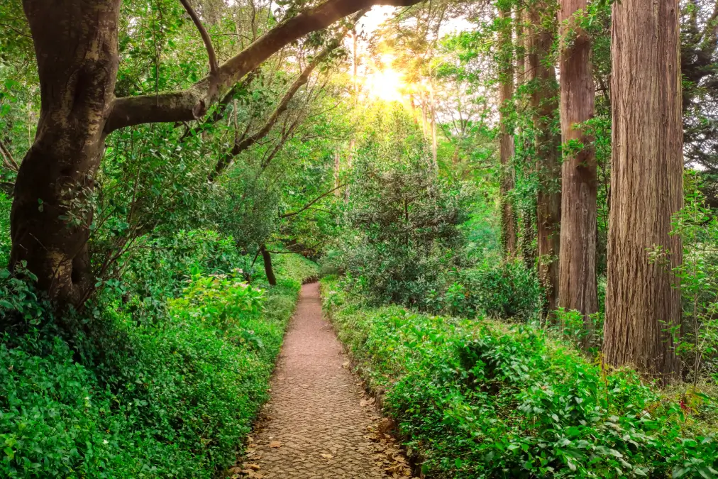 A Pathway in the Midst of the Nature Image